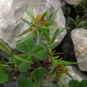 Photographie n°44646 du taxon Euphorbia exigua L. [1753]