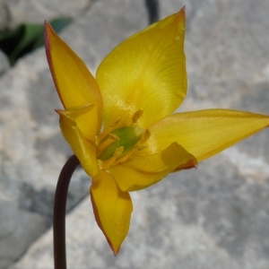 Tulipa australis proles alpestris (Jord. & Fourr.) Rouy (Tulipe du Midi)