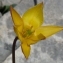  Hervé Gryta - Tulipa sylvestris subsp. australis (Link) Pamp. [1914]