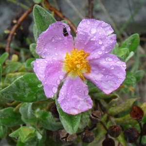 Photographie n°44651 du taxon Cistus albidus L. [1753]