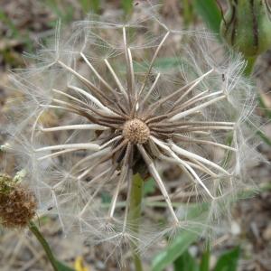 Photographie n°44652 du taxon Urospermum dalechampii (L.) Scop. ex F.W.Schmidt [1795]