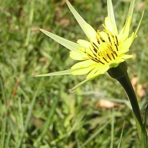 Photographie n°44656 du taxon Tragopogon pratensis L. [1753]