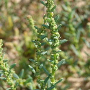 Chenopodium maritimum L. (Suéda maritime)