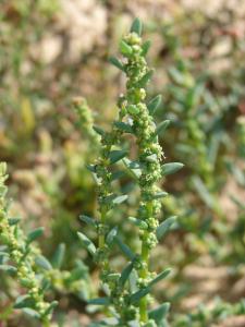 Paul Fabre, le 17 septembre 2011 (Vic-la-Gardiole)