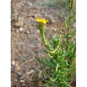 Limbarda crithmoides subsp. longifolia (Arcang.) Greuter (Inule de la Méditerranée)