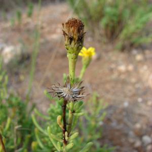 Photographie n°44677 du taxon Inula crithmoides subsp. longifolia Arcang. [1882]