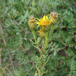 Photographie n°44678 du taxon Inula crithmoides subsp. longifolia Arcang. [1882]