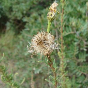  - Inula crithmoides subsp. longifolia Arcang. [1882]