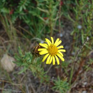  - Inula crithmoides subsp. longifolia Arcang. [1882]