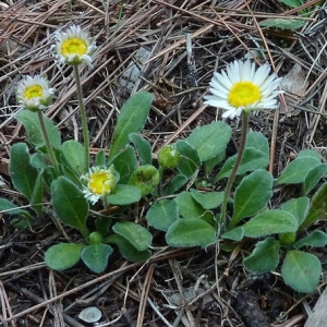 Photographie n°44693 du taxon Bellis sylvestris Cirillo [1792]