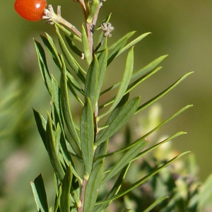 Photographie n°44694 du taxon Daphne gnidium L. [1753]