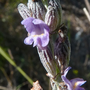 Photographie n°44696 du taxon Lavandula latifolia Medik. [1784]