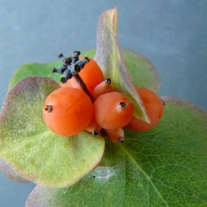 Photographie n°44700 du taxon Lonicera implexa Aiton [1789]