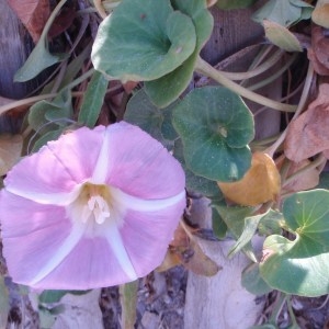 Photographie n°44705 du taxon Calystegia soldanella (L.) Roem. & Schult. [1819]