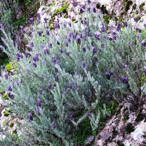 Photographie n°44709 du taxon Lavandula stoechas subsp. stoechas