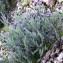  Gabriel CHAPUIS - Lavandula stoechas subsp. stoechas