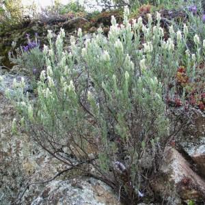  - Lavandula stoechas subsp. stoechas