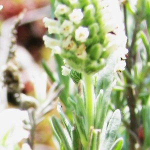  - Lavandula stoechas subsp. stoechas