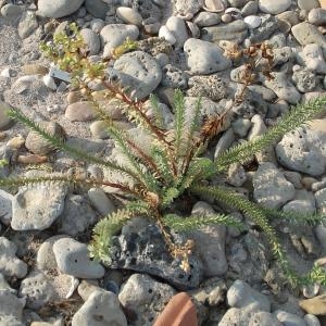 Photographie n°44726 du taxon Euphorbia paralias L. [1753]