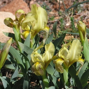 Iris lutescens Lam. subsp. lutescens (Iris des garrigues)