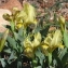  Robert LERAS - Iris lutescens subsp. lutescens