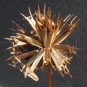 Photographie n°44747 du taxon Bidens frondosa L. [1753]