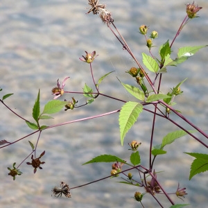 Photographie n°44751 du taxon Bidens frondosa L. [1753]