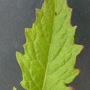 Photographie n°44752 du taxon Chenopodium ambrosioides L. [1753]