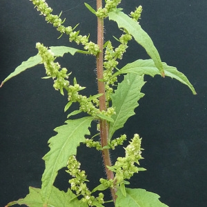 Photographie n°44753 du taxon Chenopodium ambrosioides L. [1753]