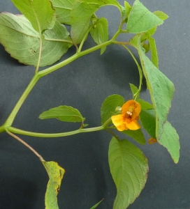 Bertrand BUI, le 14 septembre 2011 (Vitry-sur-Seine (Bord de Seine))