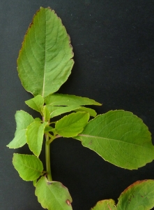 Bertrand BUI, le 14 septembre 2011 (Vitry-sur-Seine (Bord de Seine))