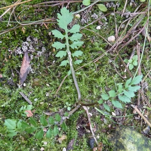 Photographie n°44760 du taxon Rorippa sylvestris (L.) Besser [1821]