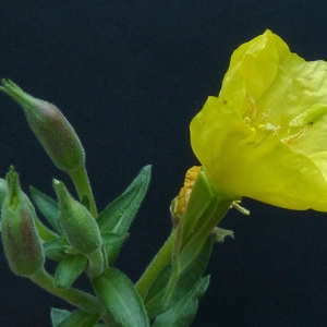 Photographie n°44763 du taxon Oenothera glazioviana Micheli [1875]