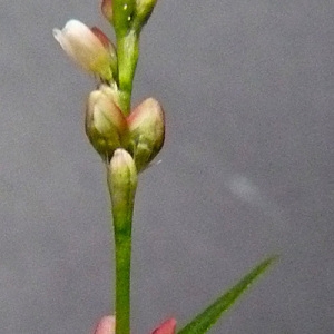 Photographie n°44768 du taxon Polygonum minus Huds. [1762]