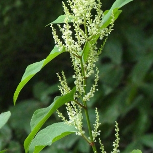  - Reynoutria sachalinensis (F.Schmidt) Nakai [1922]