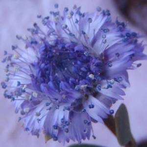 Photographie n°44784 du taxon Globularia alypum L. [1753]