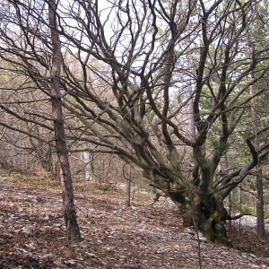 Photographie n°44789 du taxon Fagus sylvatica L. [1753]