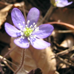 Hepatica nobilis Schreb. (Anémone hépatique)