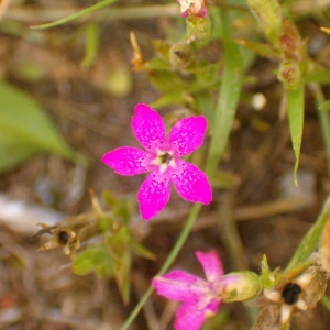 Photographie n°44794 du taxon Dianthus armeria L.
