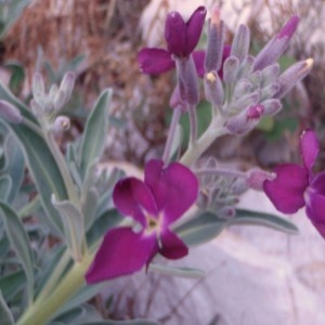 Photographie n°44814 du taxon Matthiola incana (L.) R.Br. [1812]