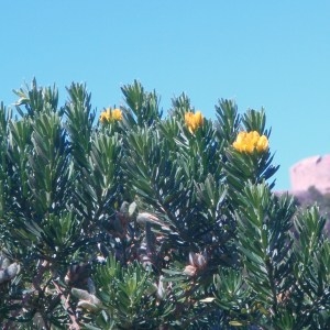 Photographie n°44816 du taxon Genista linifolia L. [1762]