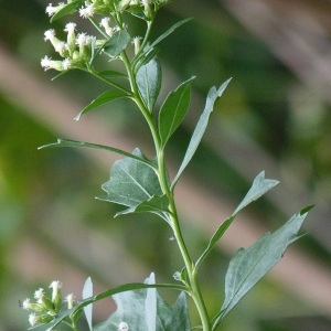 Photographie n°44820 du taxon Baccharis halimifolia L. [1753]