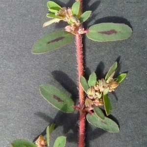 Photographie n°44822 du taxon Euphorbia maculata L. [1753]
