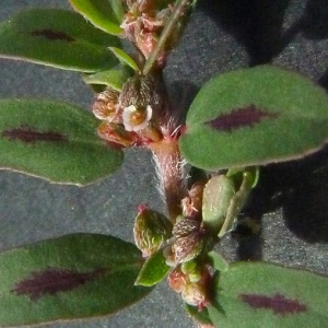 Photographie n°44823 du taxon Euphorbia maculata L. [1753]