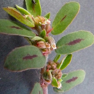 Euphorbia maculata L. (Euphorbe à feuilles tachées)