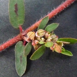 Photographie n°44825 du taxon Euphorbia maculata L. [1753]