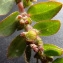  Bertrand BUI - Euphorbia prostrata Aiton [1789]