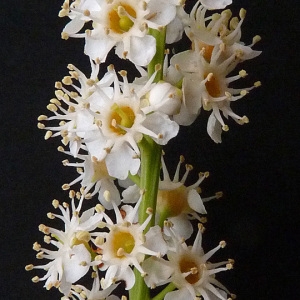 Photographie n°44830 du taxon Prunus lusitanica L. [1753]