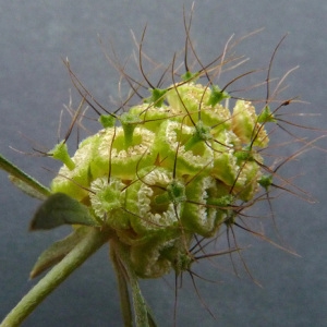 Photographie n°44831 du taxon Sixalix atropurpurea subsp. maritima (L.) Greuter & Burdet [1985]