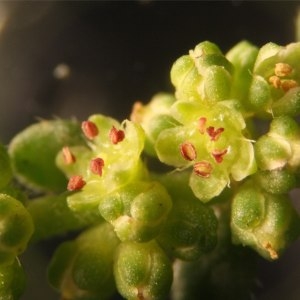 Herniaria ciliolata subsp. robusta Chaudhri (Herniaire robuste)